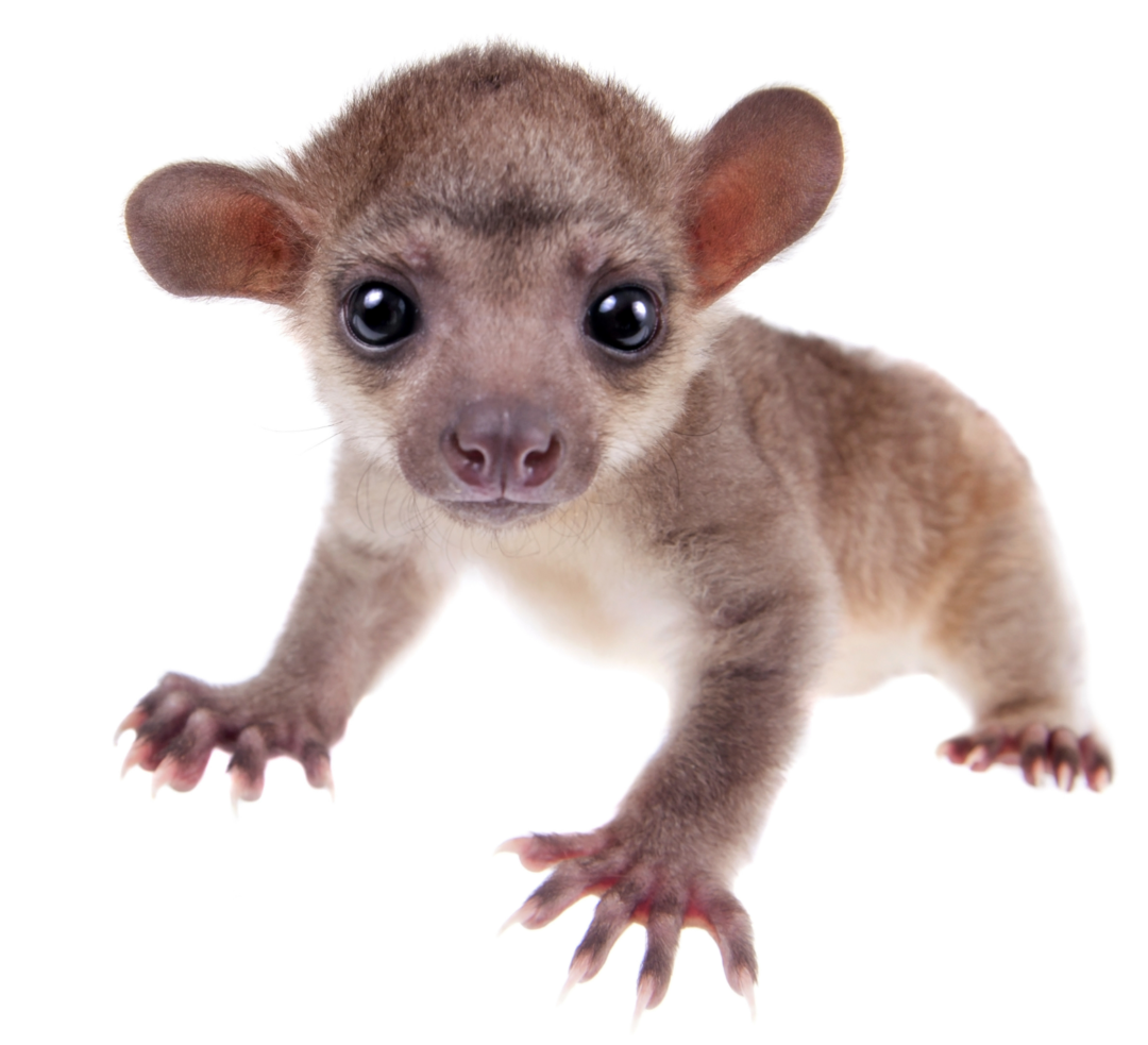 title: キンカジューのベビー（ベタ馴れ）｜マイクロチップ済み・2025年7月4日生まれの男の仔【ピュア☆アニマル】