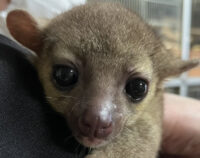 近い距離で撮影したキンカジューのベビーの顔