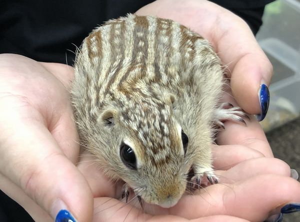 ジュウサンセンジリス | ピュアアニマル