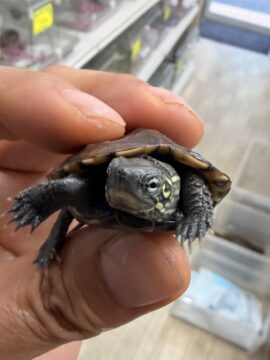 クサガメベビー、ウンキュウガメベビー新入荷しました！の画像