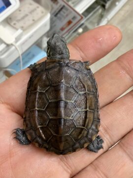クサガメベビー、ウンキュウガメベビー新入荷しました!の画像