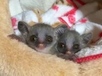 ショウガラゴ ベビー♂2025年3月29日生まれの画像2