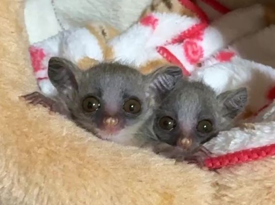 ショウガラゴ ベビー♂2025年3月29日生まれの画像2
