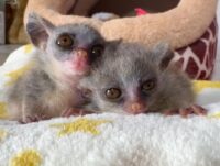 ショウガラゴ ベビー♂2025年3月29日生まれの画像3