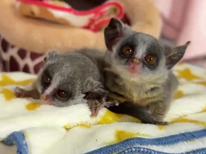 ショウガラゴ ベビー♂2025年3月29日生まれのメイン画像