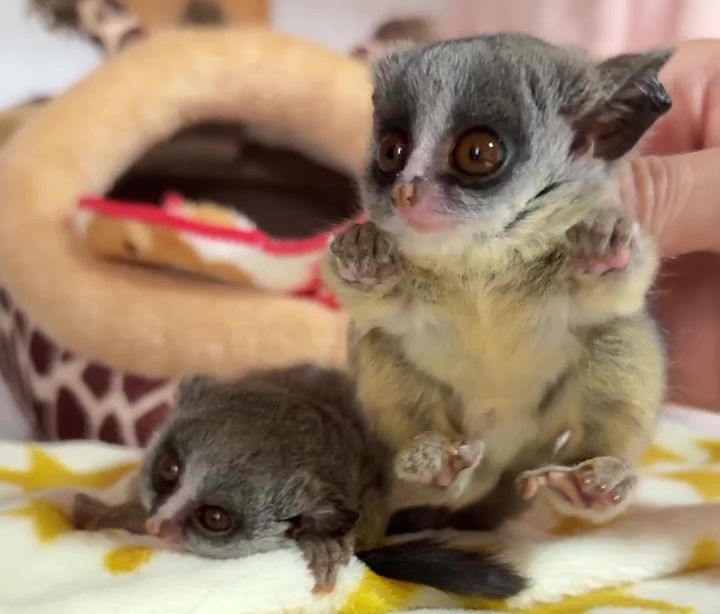 ショウガラゴ ベビー♂2025年3月29日生まれの画像7