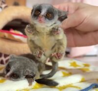 ショウガラゴ ベビー♂2025年3月29日生まれの画像8