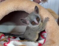 ショウガラゴ ベビー♂2025年3月29日生まれの画像1