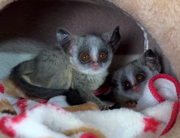 ショウガラゴ ベビー♂2025年3月29日生まれの画像4