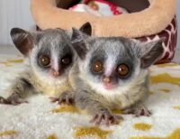 ショウガラゴ ベビー♂2025年3月29日生まれの画像9