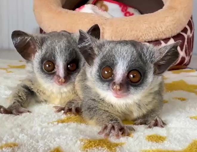 ショウガラゴ ベビー♂2025年3月29日生まれの画像9