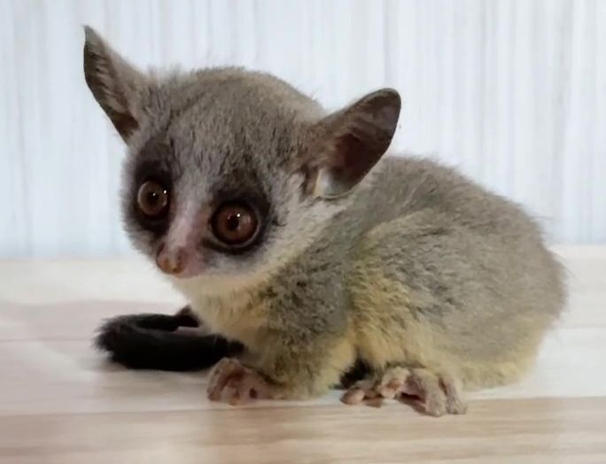 ショウガラゴ ベビー♂2025年3月29日生まれの画像5