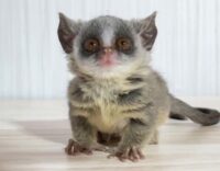 ショウガラゴ ベビー♂2025年3月29日生まれの画像10