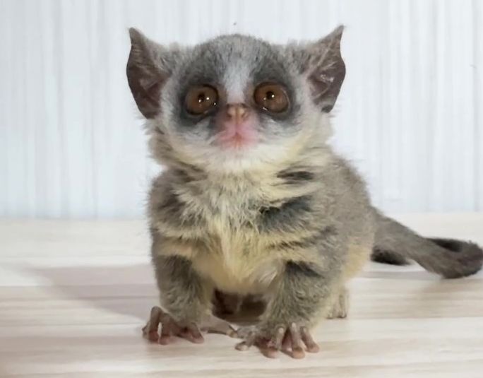 ショウガラゴ ベビー♂2025年3月29日生まれの画像10