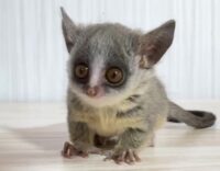 ショウガラゴ ベビー♂2025年3月29日生まれの画像11