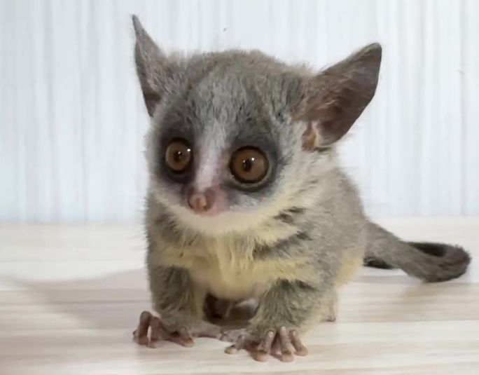 ショウガラゴ ベビー♂2025年3月29日生まれの画像11