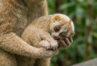 スローロリス 国内CBベビー（個体登録票付属）本予約用の画像1