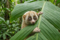 スローロリス 国内CBベビー（個体登録票付属）本予約用の画像2