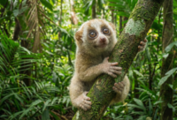 スローロリス 国内CBベビー（個体登録票付属）本予約用の画像3