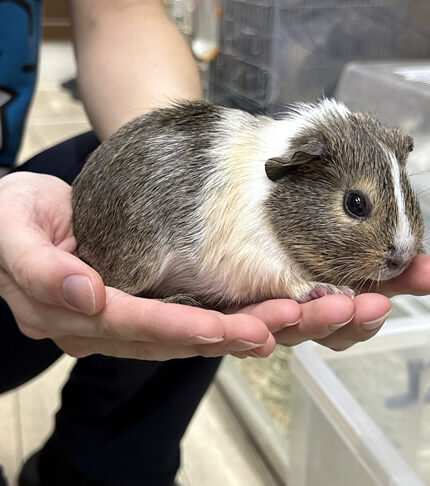 モルモット 巻毛 レックスモルモット | ピュアアニマル