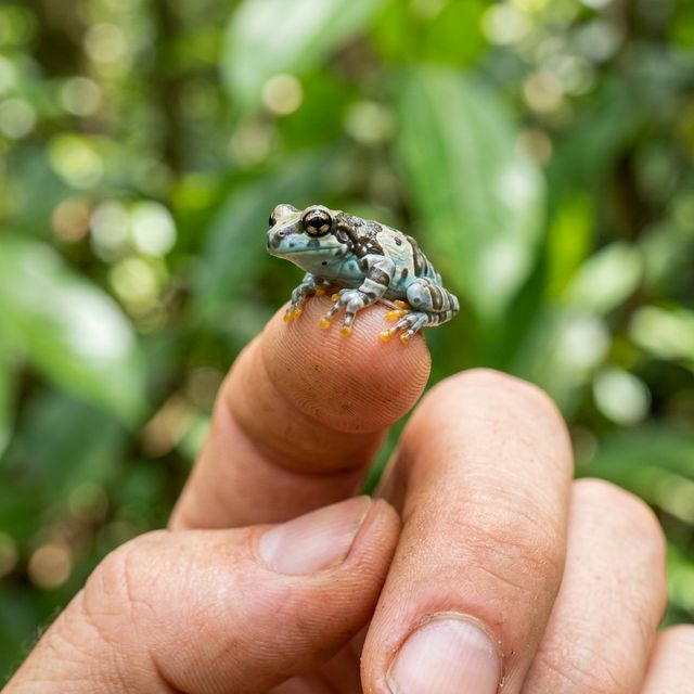 【国内CB】ミルキーツリーフロッグ 販売｜ピュアアニマルのメイン画像