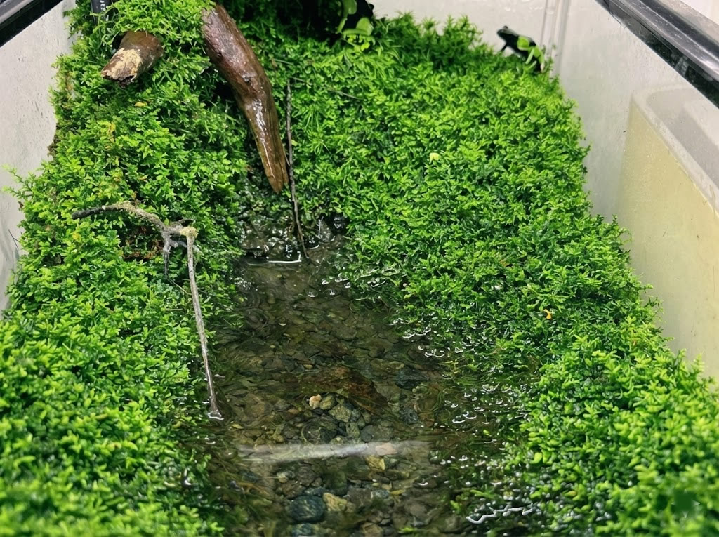 水場があるレイアウトのイメージ