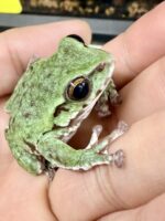 モリアオガエルのオタマジャクシ５匹セットの画像5