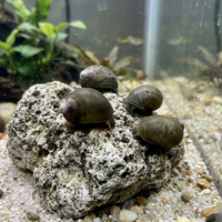 石巻貝の販売｜コケ取りと飼育の注意点の画像1