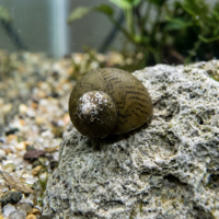 石巻貝の販売｜コケ取りと飼育の注意点の画像2