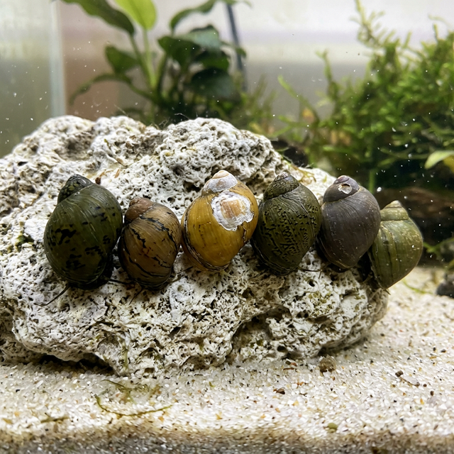 石巻貝の個体差比較