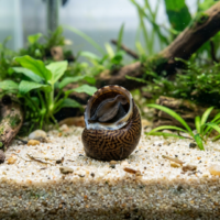 石巻貝の販売｜コケ取りと飼育の注意点の画像3