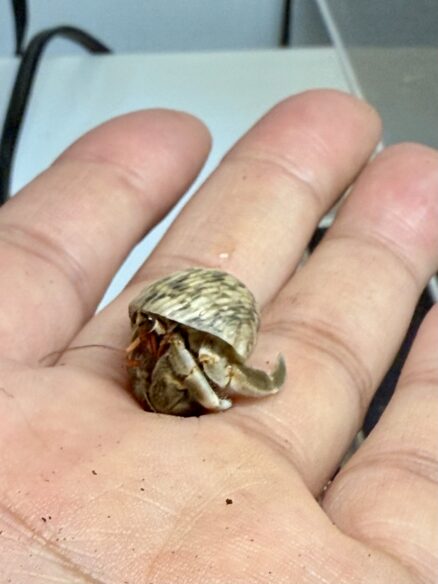 天然オカヤドカリのメイン画像