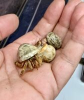 天然オカヤドカリの画像1