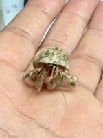天然オカヤドカリの画像2