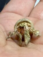 天然オカヤドカリの画像3