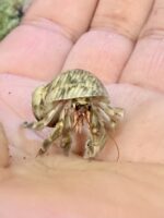 天然オカヤドカリの画像4
