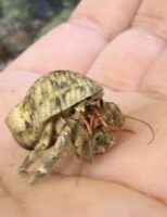 天然オカヤドカリの画像5