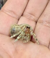 天然オカヤドカリの画像6