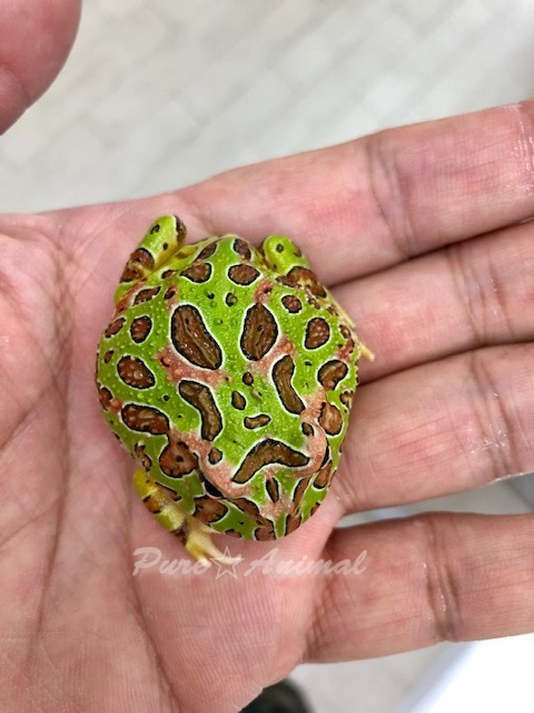 ベルツノカエル | ピュアアニマル