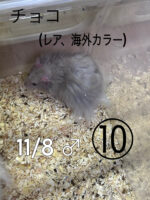 レックス（Rex）｜縮れ毛ロングヘア・希少シリアン【ピュア☆アニマル】の画像5