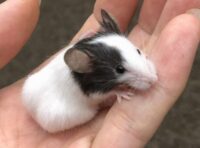 パンダマウス ベビーの画像9