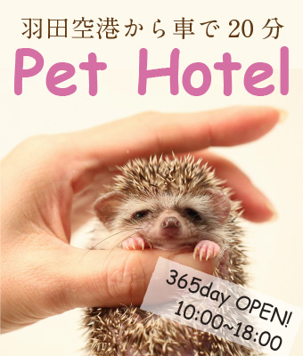 【羽田空港近く】小動物・エキゾのペットホテル｜大田区中央 ピュア☆アニマル（大森・池上・川崎から相談OK）のトップイメージ