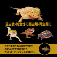 RepDeli バグプレミアムパウダーの画像5