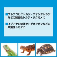 RepDeli カルシウムペースト 乳酸菌プラス｜爬虫類用カルシウム＆乳酸菌ペースト 2.5g×10本（国産）の画像7