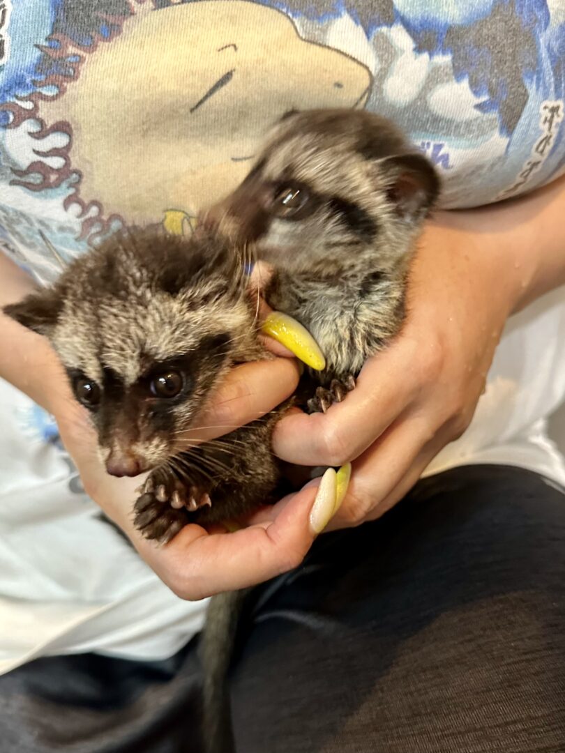 ジャコウネコ パームシベット（CBベビー） | ピュアアニマル