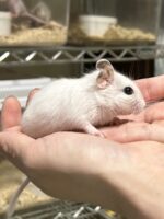 ホワイトデグーの画像1