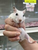 ホワイトデグーの画像2