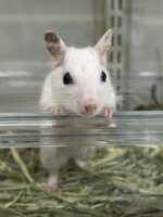 ホワイトデグーの画像4