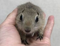 リチャードソンジリスの画像4