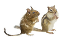 ポットハウス Mの画像3